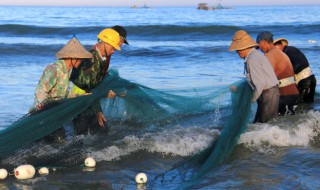 如何养好四大家鱼 养四大家鱼最经济的方法