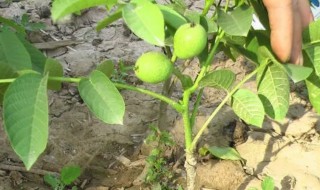 盆栽核桃树的种植方法 如何盆栽种植核桃