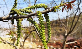 核桃花怎么晒干（核桃花怎么晒干泡茶）