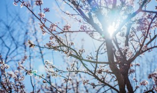 梅花的介绍 关于腊梅花的介绍