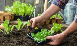 苹果树下种菜怎么种 苹果树怎么栽种