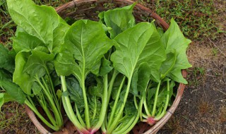 菠菜焯熟了能冷冻吗（菠菜焯水后能冷冻吗）