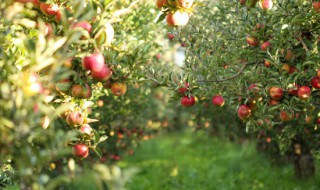 换地种苹果树怎么用生根剂 果树如何生根种植