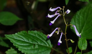 毛萼鞘蕊花能种室内吗（毛喉鞘蕊花）