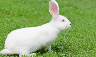 养小白兔需要注意什么 养小白兔好不好