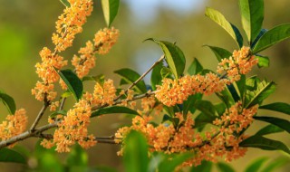 阳台种桂花树吉利吗 阳台种桂花树好吗