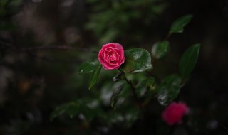 适合种在阳台的花 家庭阳台适合养的花卉