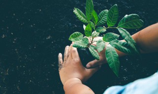 如何种好神秘果树 如何种植神秘果树