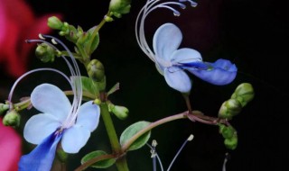 蓝蝴蝶花可以种阳台吗 蓝蝴蝶花可以地栽吗