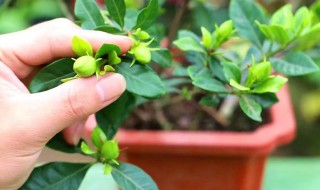 栀子花摘回来要怎么养 摘下来的栀子花怎么养活