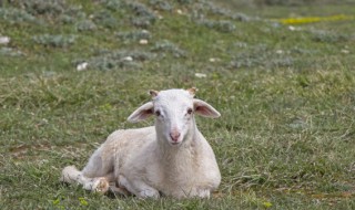 羊要怎么养 羊要怎么养才肥呢