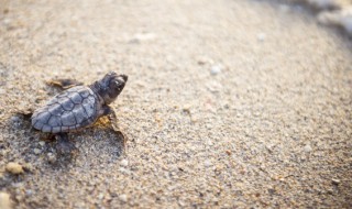 小乌龟要怎么养 小乌龟要怎么养才能让它活的更久