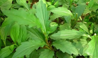 马兰头怎么种植 马兰头怎么种植花盆