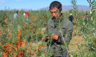 沙棘怎么种植 沙棘怎么种?沙棘种植技术