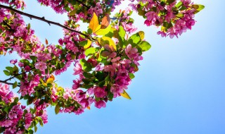 牡丹花种子怎么种植 牡丹花种子盆栽种植方法