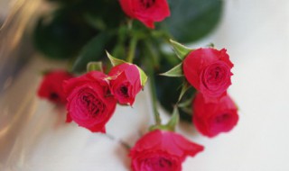 刺玫花和玫瑰花是同一个吗 刺玫瑰花和 玫瑰花是同一个品种的吗