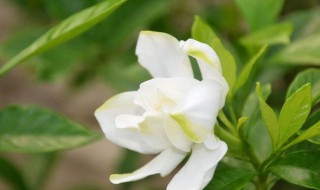 栀子花花期（栀子花花期多长时间一年开几次花）