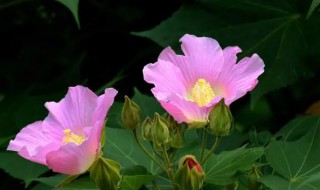 木芙蓉花什么时候开花（木芙蓉什么时候开花）