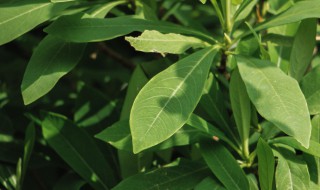 结香花什么时候开花 结香花期什么时候