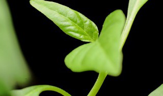 栀子花什么时候长花苞（栀子花啥时候长花苞）