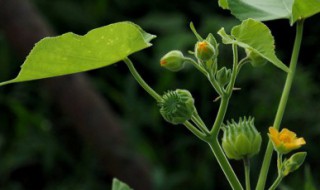 苘麻怎么种 苘麻种植方法