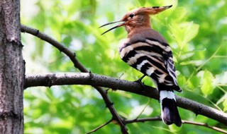 啄木鸟的养殖方法和注意事项 啄木鸟幼鸟怎么喂养