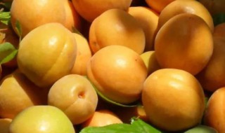 鲜杏保存方法（杏的储存和保鲜方法）