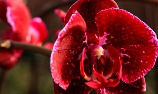 红蝴蝶兰的养殖方法和注意事项（红蝴蝶兰怎么养）
