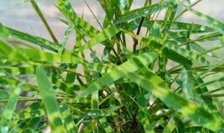 虎斑竹养殖方法和注意事项 虎斑竹的养殖方法和注意事项