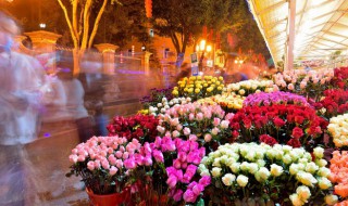 属牛人适合养什么花 属牛人适合养什么花好