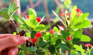 绣花针的养殖方法和注意事项（绣花针种植方法）