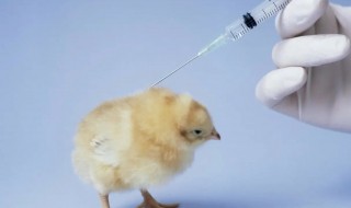 鸡疫苗的保存方法 鸡疫苗常温下能保存多久