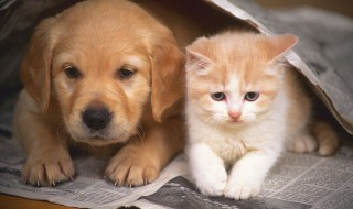 猫和狗一起养要怎么喂 同时养猫和狗怎么喂食