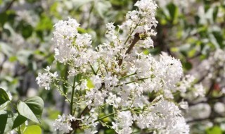 丁香花种植方法和注意事项（丁香花怎样栽培）