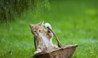 幼猫吃猫粮一次吃多少（幼猫一次要吃多少猫粮）