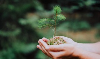 果树种植营养液的配制方法（果树营养液的制作方法）