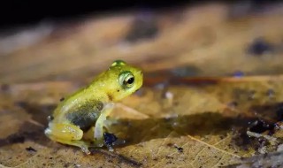 林蛙冬季保存方法 活林蛙怎么保存