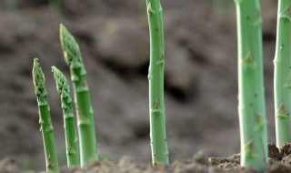 红芦笋播种方法 红莴笋的种植方法