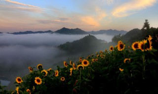 向日葵播种方法 光辉岁月向日葵播种方法