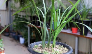 秋芝怎么栽培（秋芝兰花种植方法）