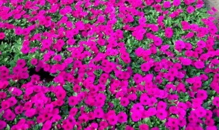 垂吊牵牛播种方法 垂吊矮牵牛的繁殖方法