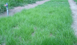 草坪草籽播种方法（草坪籽种植方法）
