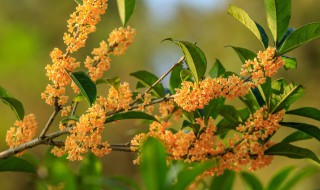 四年桂花苗怎么栽培 桂花树苗的栽培