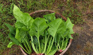 野菠菜怎么做好吃（野菠菜的做法大全集窍门）