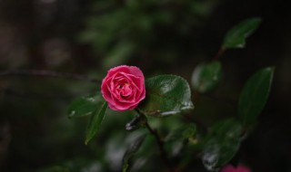 龙爪花怎么栽培（龙爪花怎样栽培）