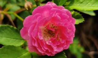 蔷薇花的栽种及注意事项 蔷薇花的种植方法及养护