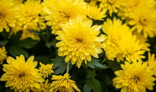 菊花种子什么时候种（菊花种子什么时候种植最好）