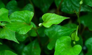 栽种鱼腥草种苗需要注意什么（鱼腥草种植时间和种植方法）