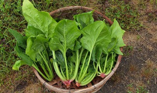 冬波菜什么时候种 冬菠菜什么时候种植