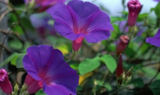 牵牛花种子什么时候种（牵牛花种子什么时候种植最好）